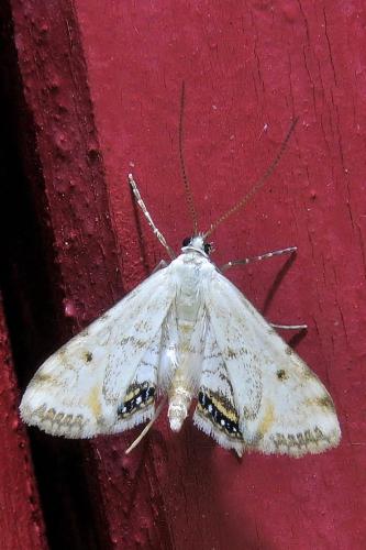 Réf. 337 071 : Cataclysta lemnata